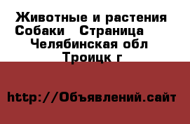 Животные и растения Собаки - Страница 10 . Челябинская обл.,Троицк г.